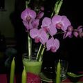 Bambou et orchidée