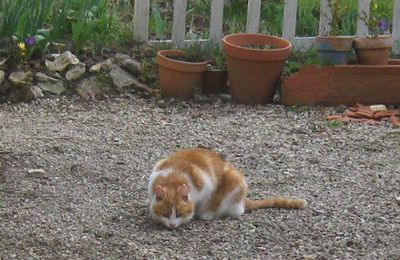 Chat et Violettes .