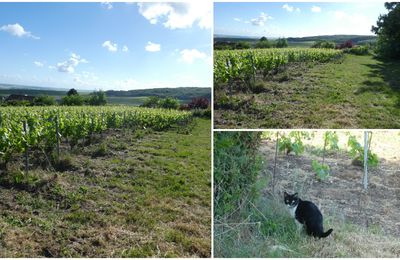 Et les vignes ?