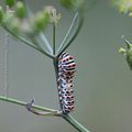 Papilio machaon #2