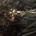 Wervicq coupe du bois pour l'hiver