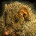  Le COITE d'une Petite Souris Marsupiale 