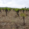 Dans les vignes