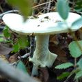La Corse - La cueillette des champignons