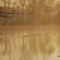 OISEAUX ... SUR L'EAU