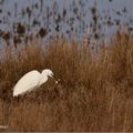 Aigrette garzette.