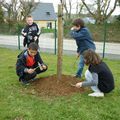 Verger semis autour des arbres avec les CM1.