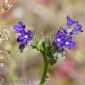 Buglosse officinale