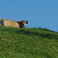 Vache au pré