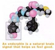 Sur les chemins de l'endorphine