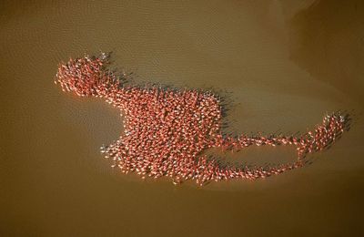 El pulpo rosa