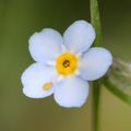 petite fleur et	 Collemboles