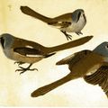 Le peintre Pisanello aimait les oiseaux