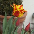 20090402 - Les tulipes sont sorties...