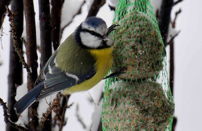 l'hiver, les oiseaux se rapprochent des