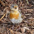 Rouge-gorge,  son plumage n'est pas au top!