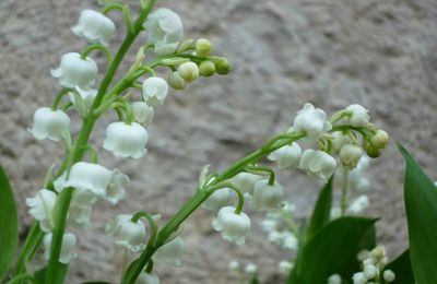 DEJA LE MOIS DE MAI, INCROYABLE !