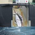 Chasse à la baleine : une dernière tournée sanglante ?