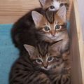 trois petits chatons