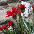 GAZANIAS EN DECEMBRE