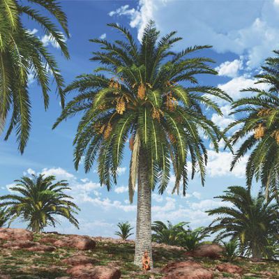Plantes 3D - Palmiers