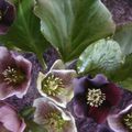 BOUQUET D'HELLEBORES