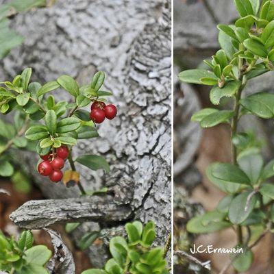 Airelle (Ericacées)