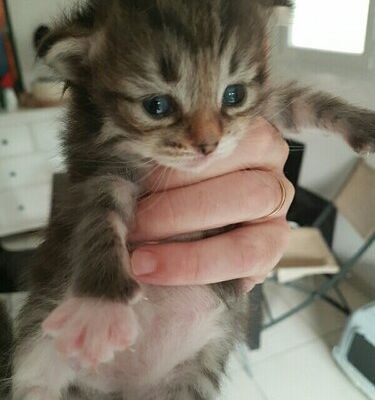 chaton 1 (en attendant de voir si mâle ou femelle :))