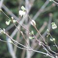 L'hiver s'invite au jardin.