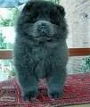 Chow-chow