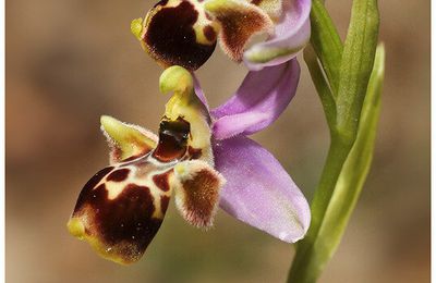 Ophrys bécasse : Ophrys scolopax