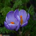 La floraison des crocus marque la fin de l'hiver