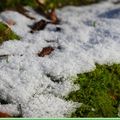 Le lichen et les mousses glacées