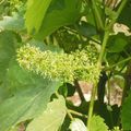 La vigne en fleur