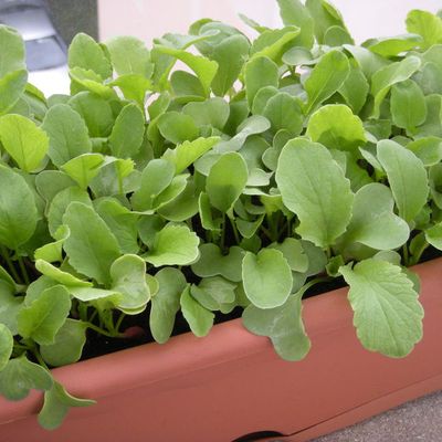 Le potager s'étoffe