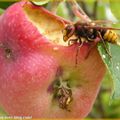 Guêpes et frelons amateurs de fruits au verger