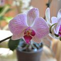 28/02/17 : Les orchidées sont fleuries...