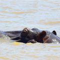 Afrique du Sud : les hippopotames