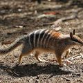 AUSTRALIE - Les Numbats font leur retour en Australie centrale