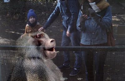 Bande de macaques contre un babouin