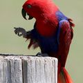 AVES - Grand ECLECTUS - Eclectus Roratus