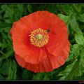 Coquelicots, tournesols, oeillet...