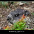 18 août 2012 - marmotte d'amérique, et tamia qui prie...