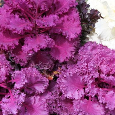 Le printemps pointe son nez à Kerauder...