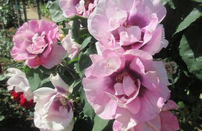Le Retour des roses au Thabor au 15 mai 2025 (1)