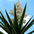 Fleur de Yucca , Agavacées , île de Malte