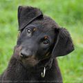 un petit beauceron