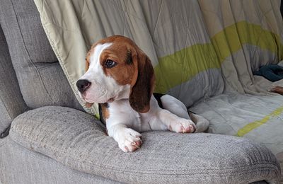 Tobby notre Beagle