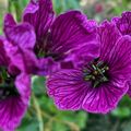 Le Géranium 'Jolly Jewel' résiste bien à la sécheresse