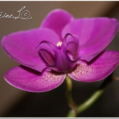 Orchidée Phalaenopsis.